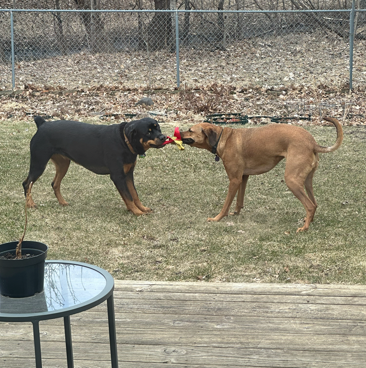 Bowes and Luna playing tug with a Bowes Approved Seatbelt Quad Flopper toy — the shelter dog who inspired Doggo Dream Shop