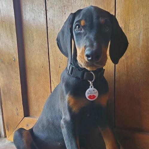 PetHub QR Pet ID Tag – Kiss Me I'm Rescued, shown on a dog collar