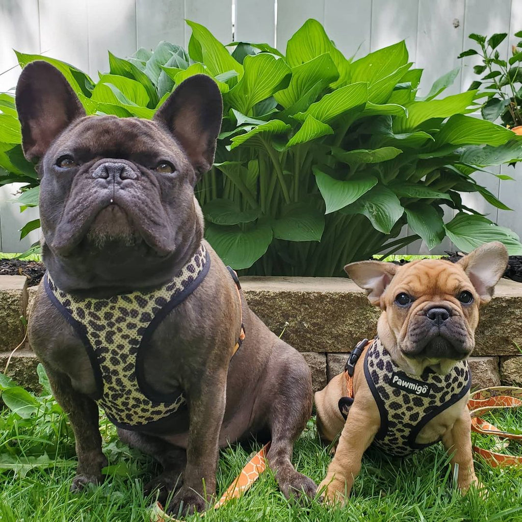Wild Thing Reversible Harness – Reversible Harness | Doggo Dream Shop