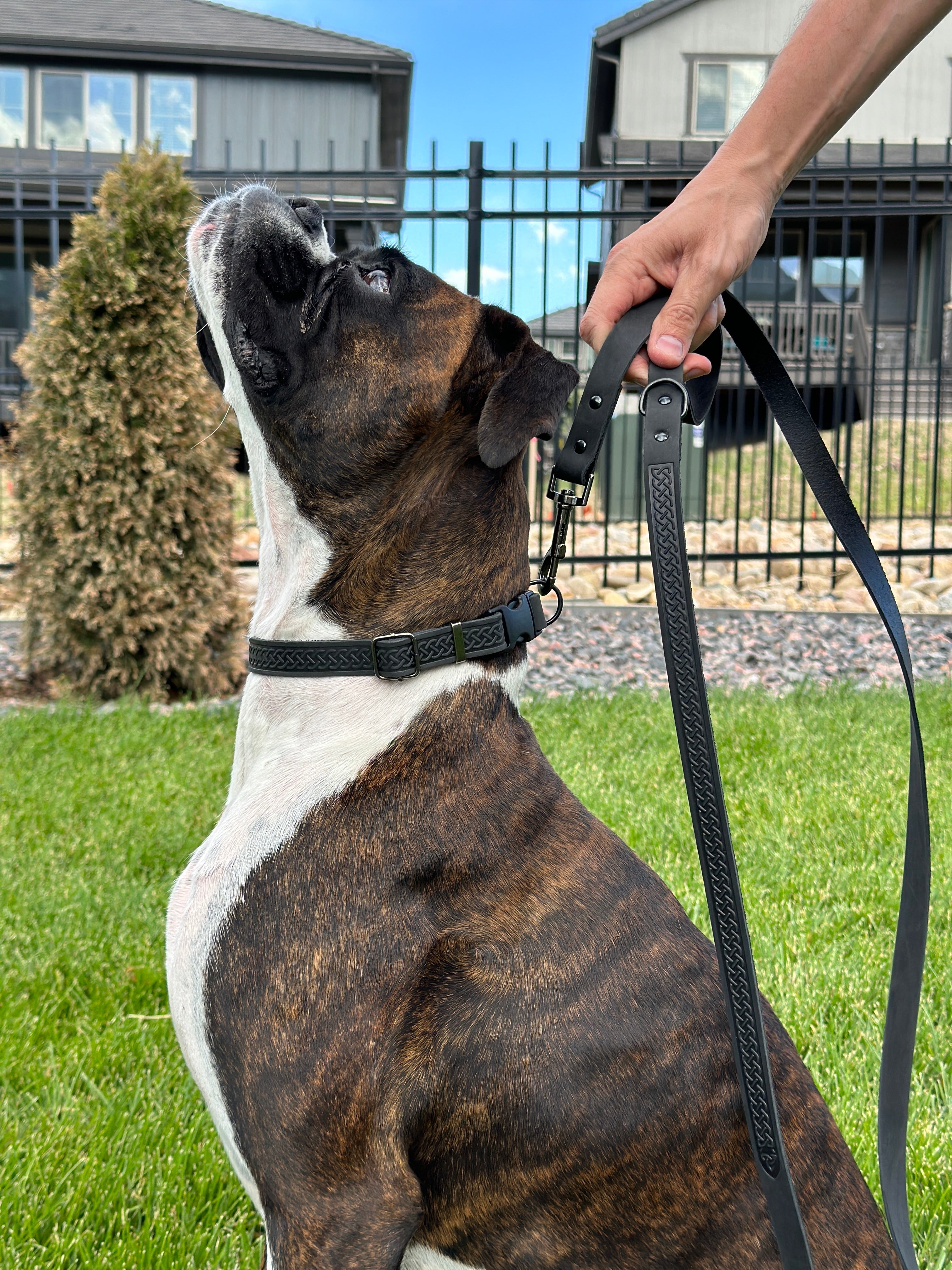 Celtic Sport Midnight Black Leather Dog Leash | Euro-Dog
