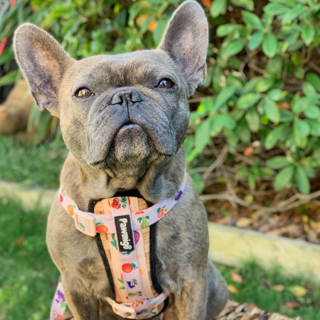 Frootie Patootie X-Fit Harness – X-Fit Harness | Doggo Dream Shop