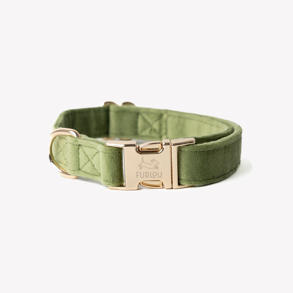 Green Velvet Dog Collar – Gold Hardware | FURLOU