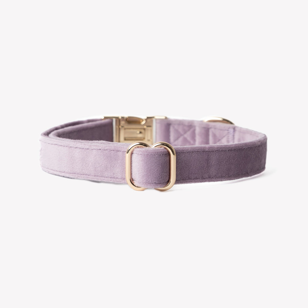 Lilac Velvet Dog Collar – Gold Hardware | FURLOU