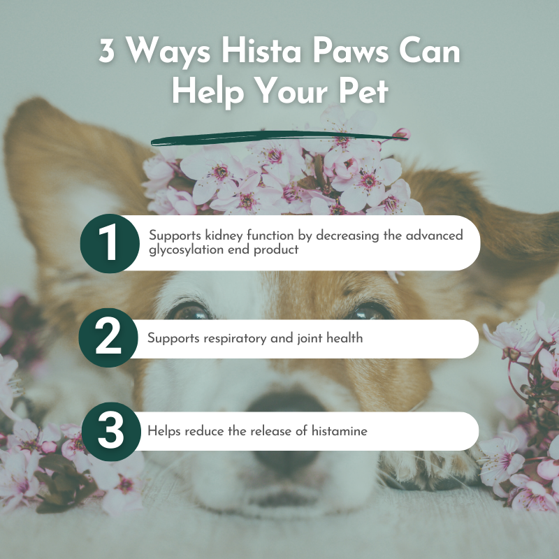Hista Paws – Quercetin & Nettle Allergy Support for Dogs & Cats | Dr. Ruth Roberts