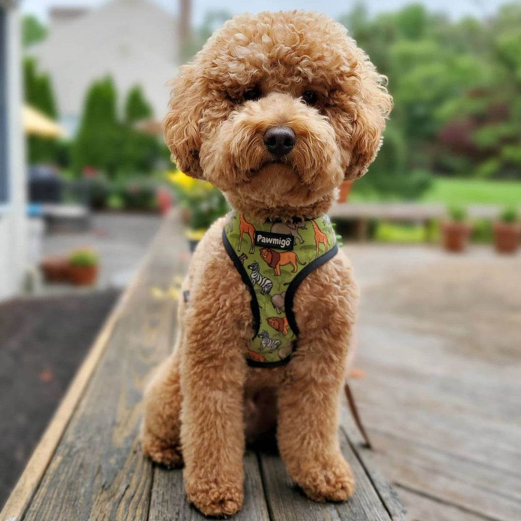 Wild Thing Reversible Harness – Reversible Harness | Doggo Dream Shop