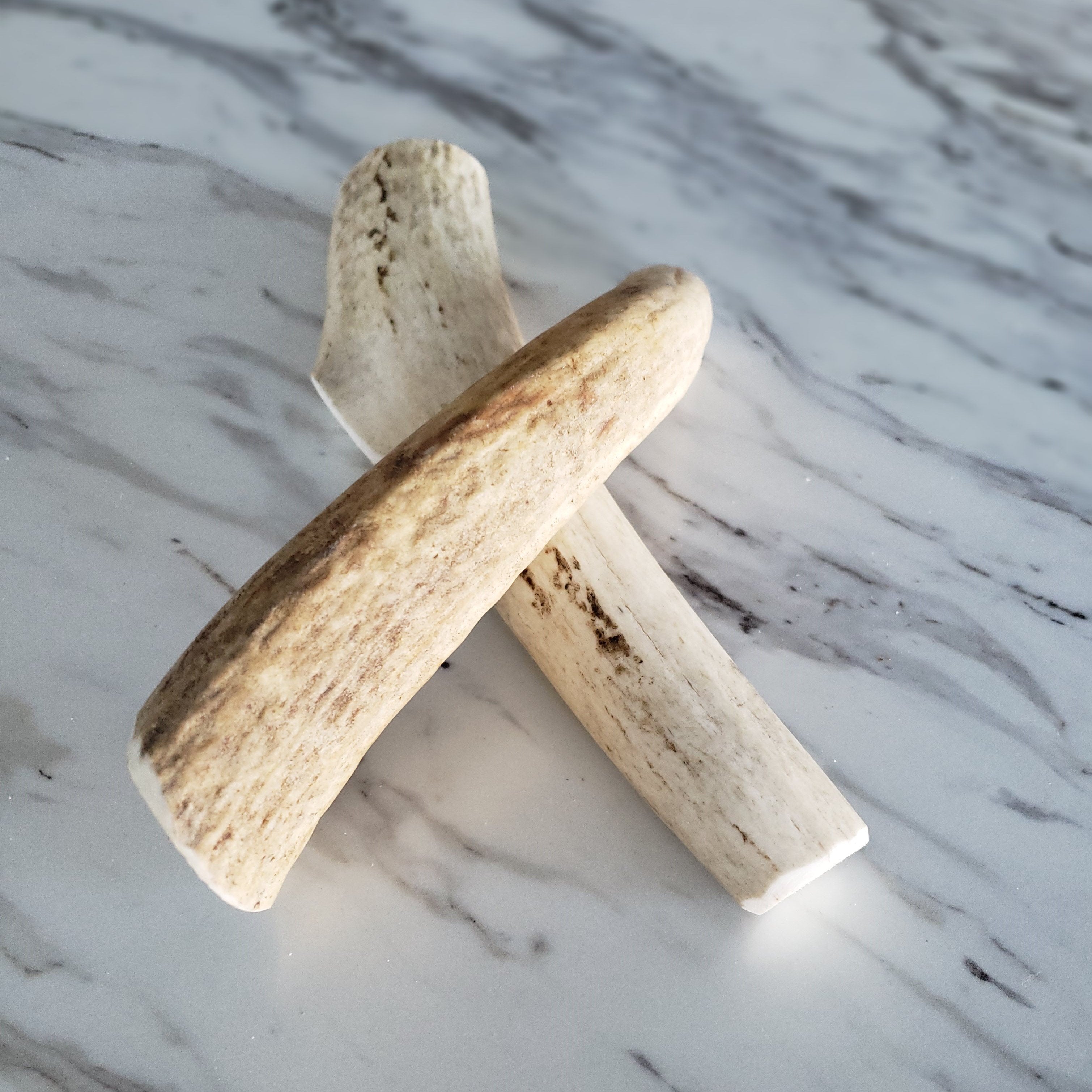 Medium Whole Elk Antler Dog Chew | The Pet Gourmet