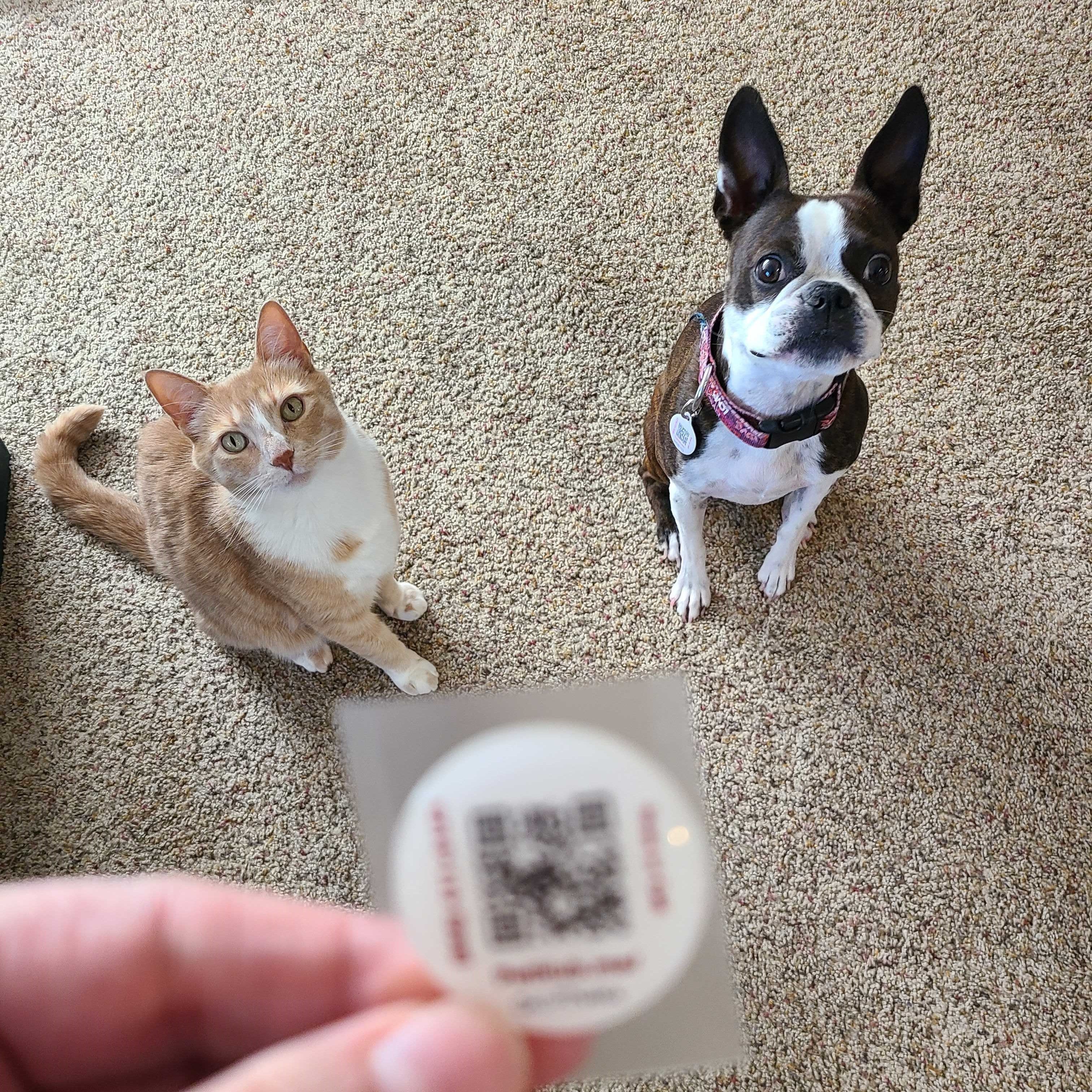 PetHub QR Pet ID Sticker – Upgrade Any Tag + Backup Protection – Pet ID Accessory | Doggo Dream Shop