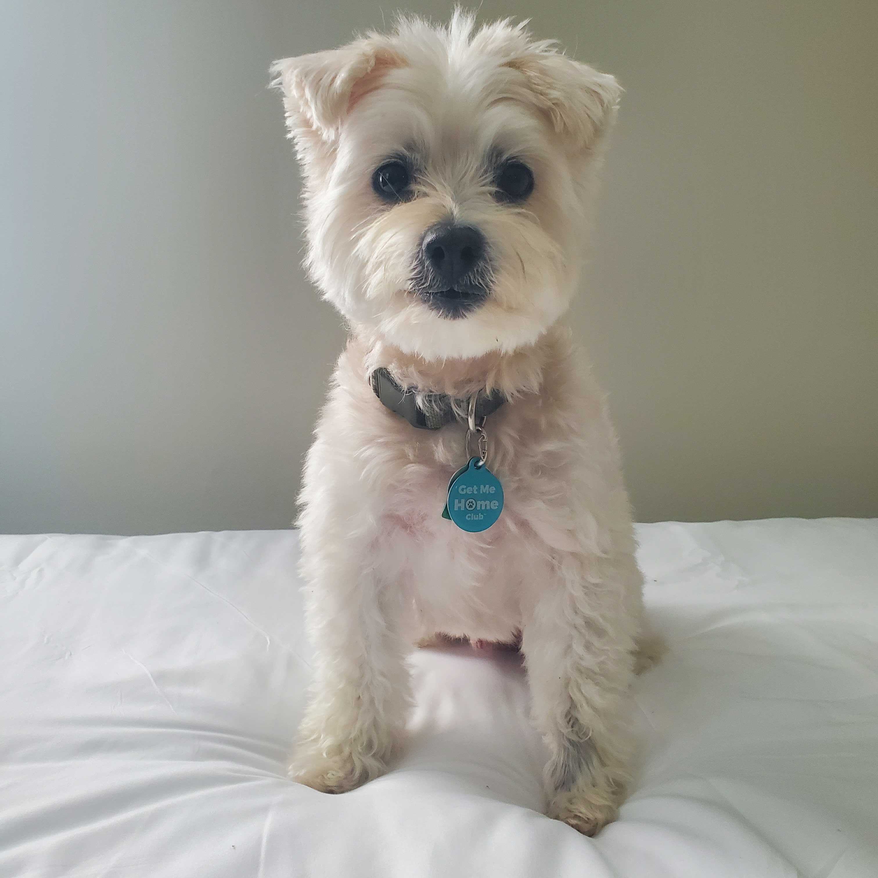 PetHub QR Pet ID Tag – Get Me Home Club – Pet ID Tag | Doggo Dream Shop