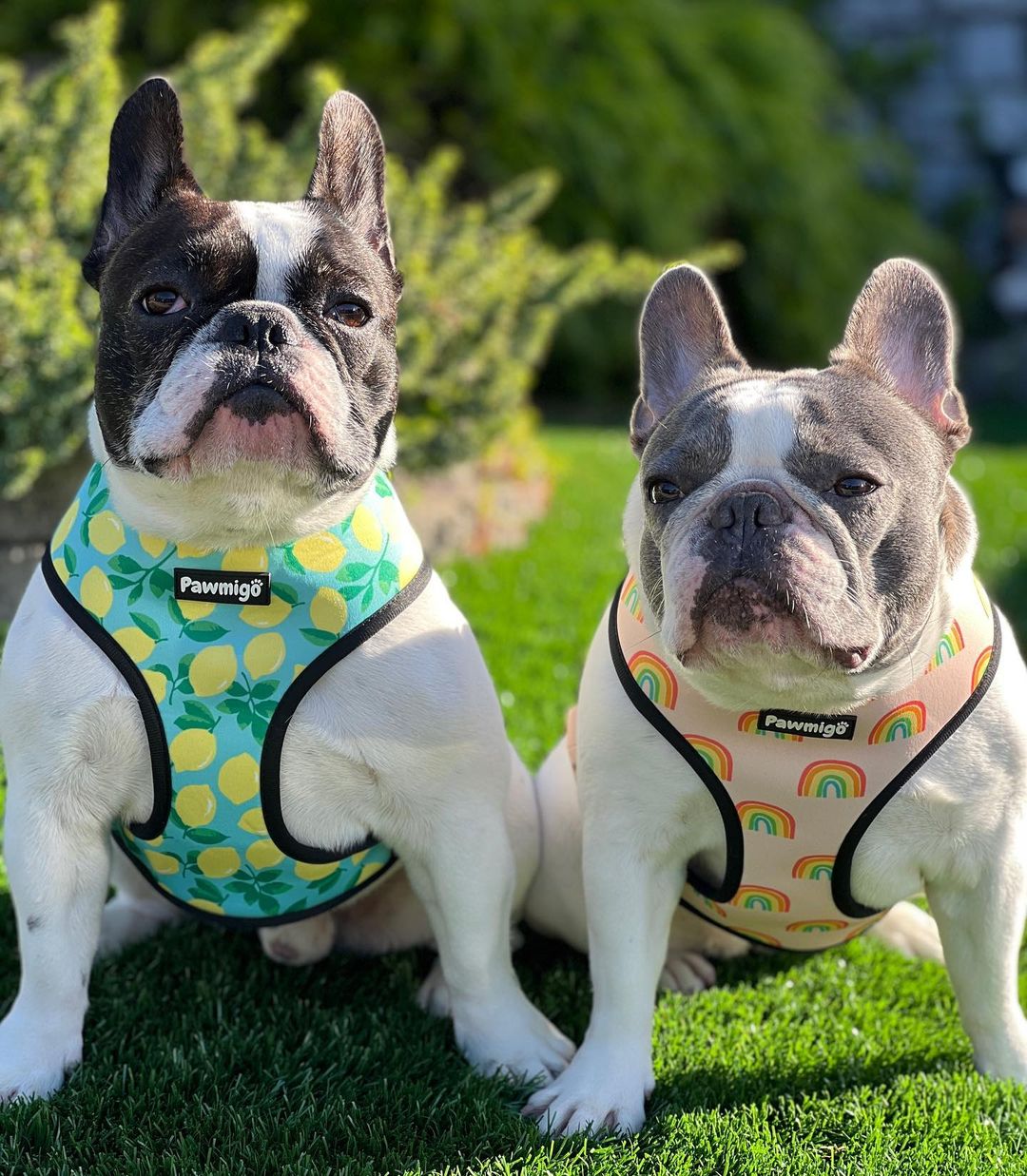 Worth The Squeeze Reversible Harness – Reversible Harness | Doggo Dream Shop