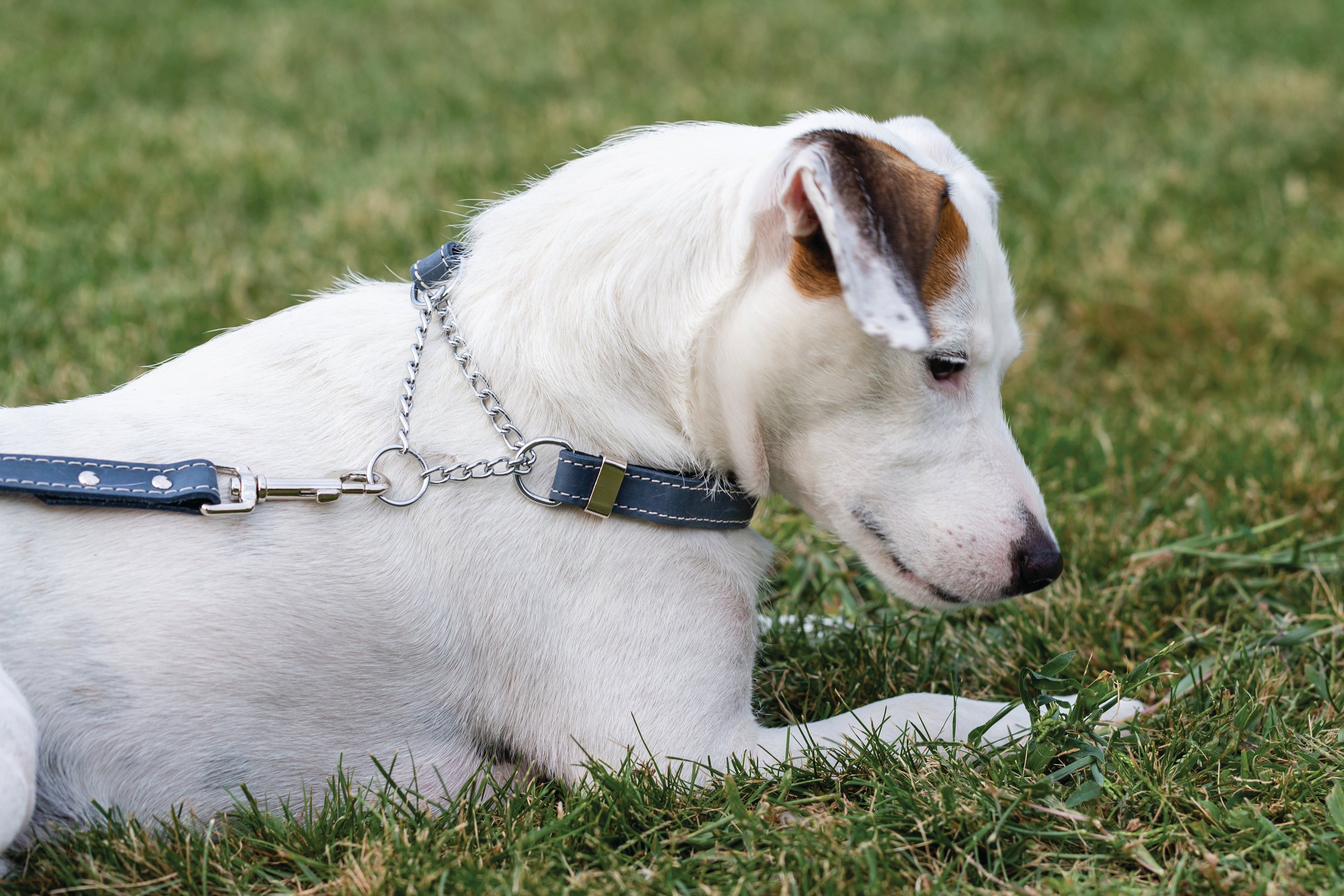 Martingale Blue Jeans Leather Dog Collar | Euro-Dog