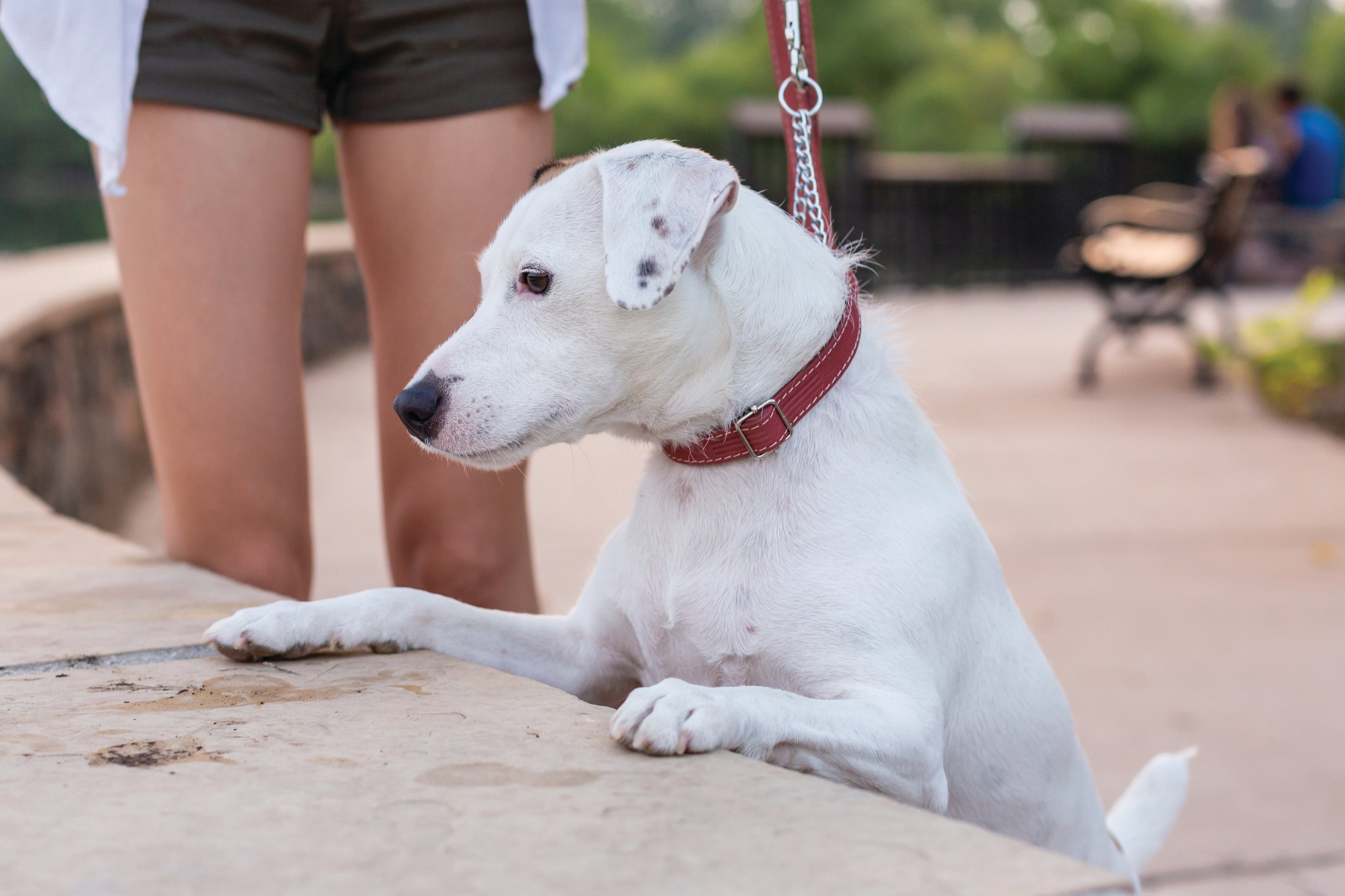 Martingale Coral Reef Leather Dog Collar | Euro-Dog