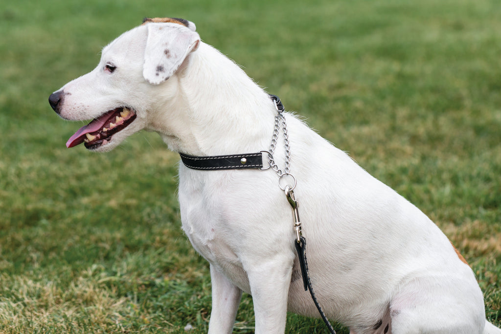 Martingale Midnight Black Leather Dog Collar | Euro-Dog