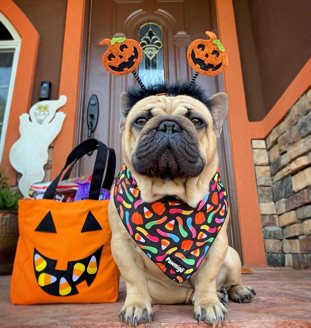 Trick N Treat Cooling Bandana – Seasonal Bandana | Doggo Dream Shop