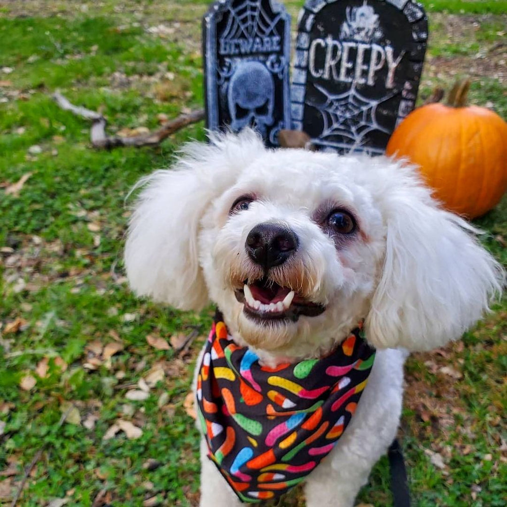 Trick N Treat Cooling Bandana – Seasonal Bandana | Doggo Dream Shop