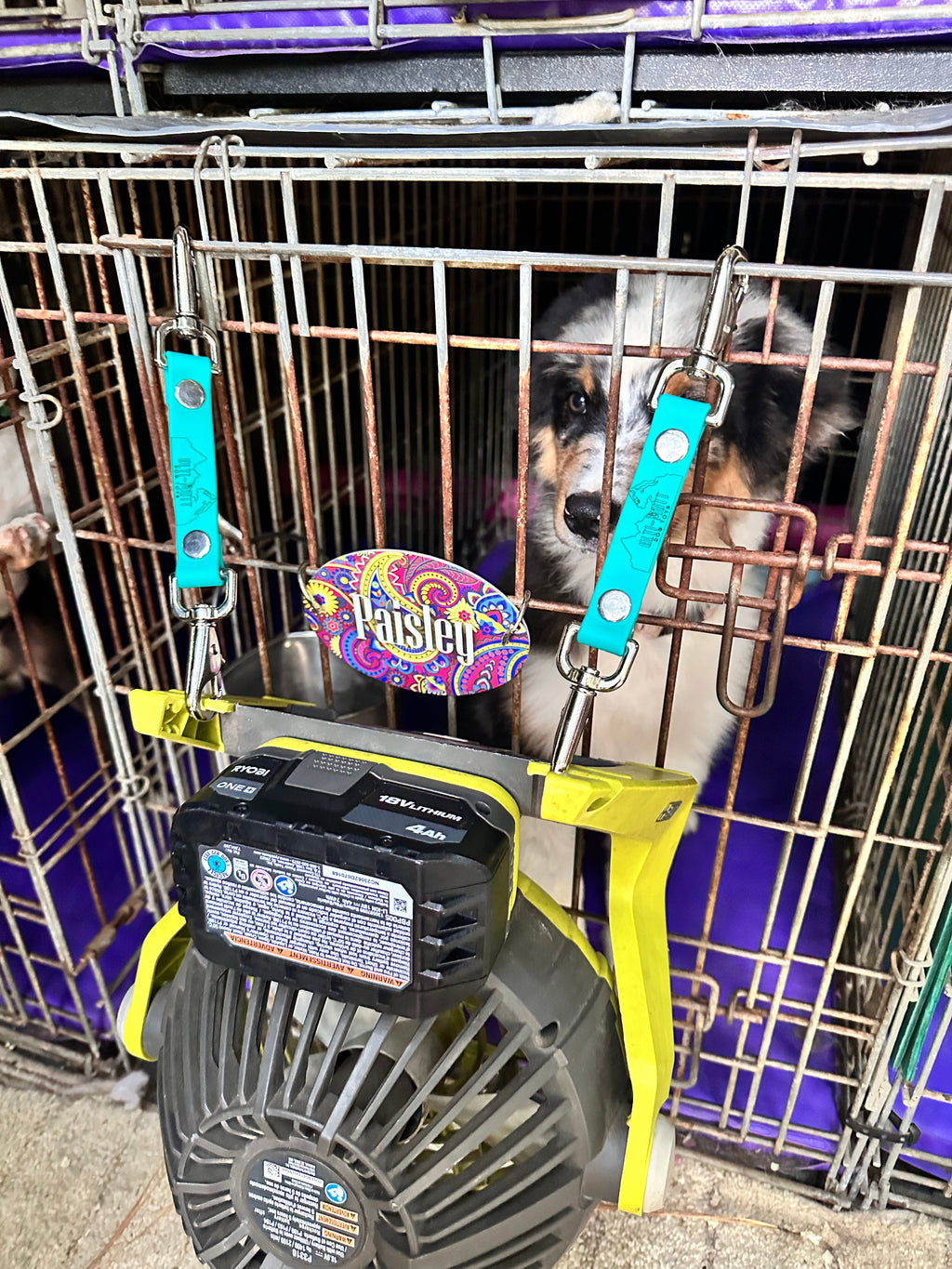 Fan Straps (double clip) –  | Doggo Dream Shop