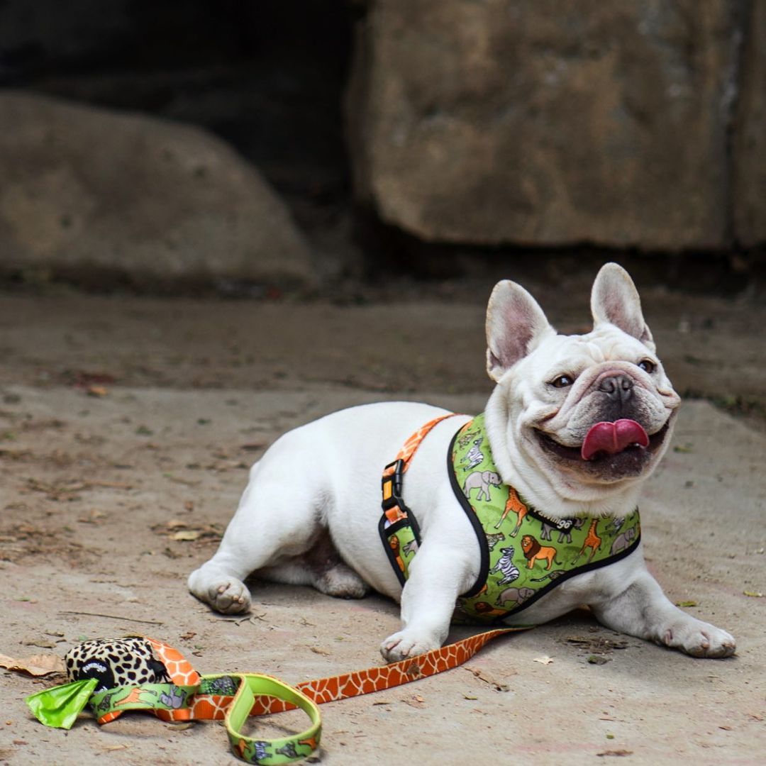 Wild Thing Reversible Harness – Reversible Harness | Doggo Dream Shop