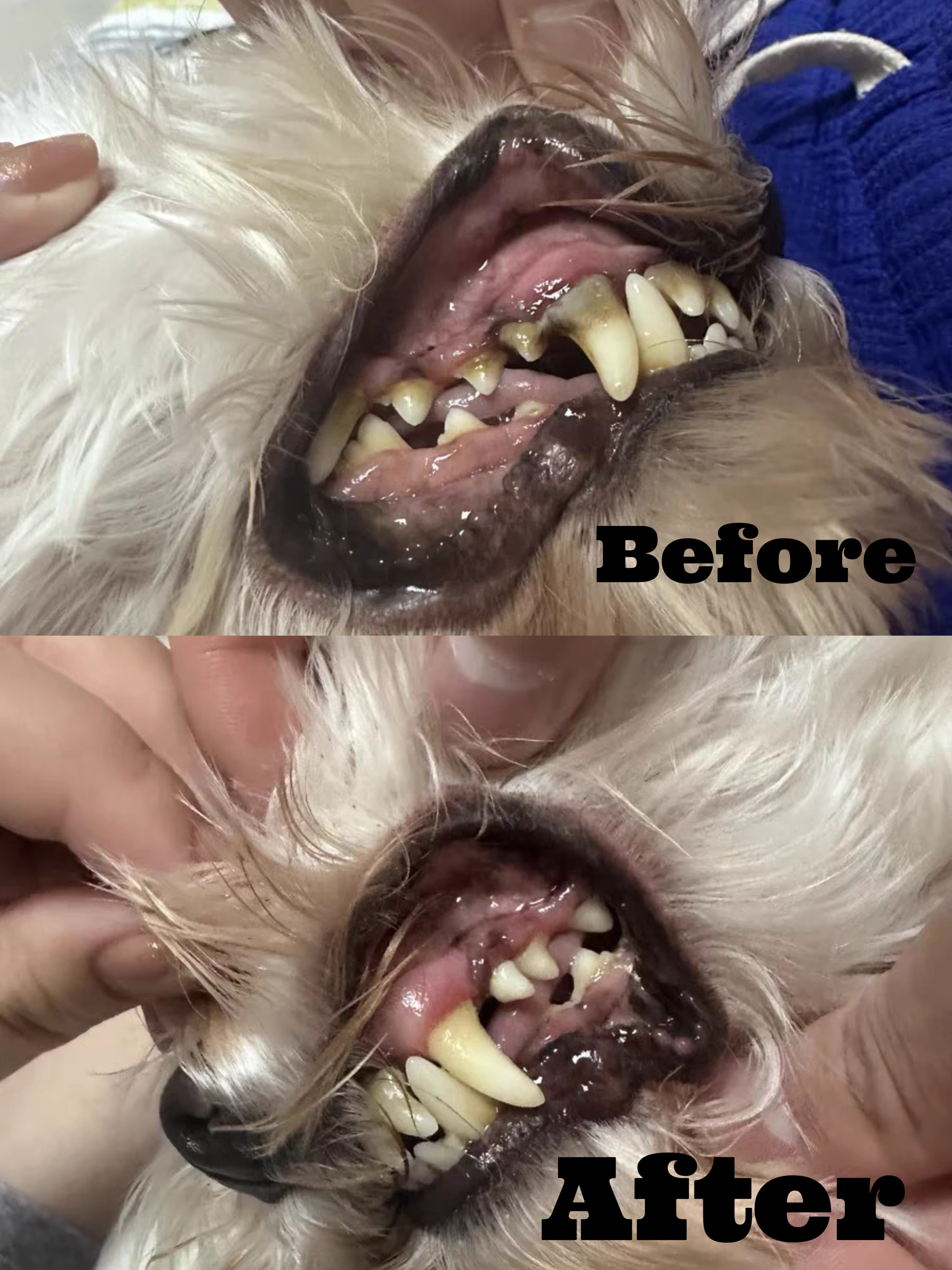 Professional Pet Dental Cleaning Kit – Ultrasonic Scaler & Electric Toothbrush | Dr. Milou