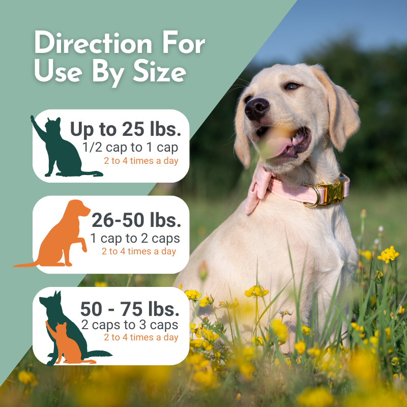 Hista Paws – Quercetin & Nettle Allergy Support for Dogs & Cats | Dr. Ruth Roberts