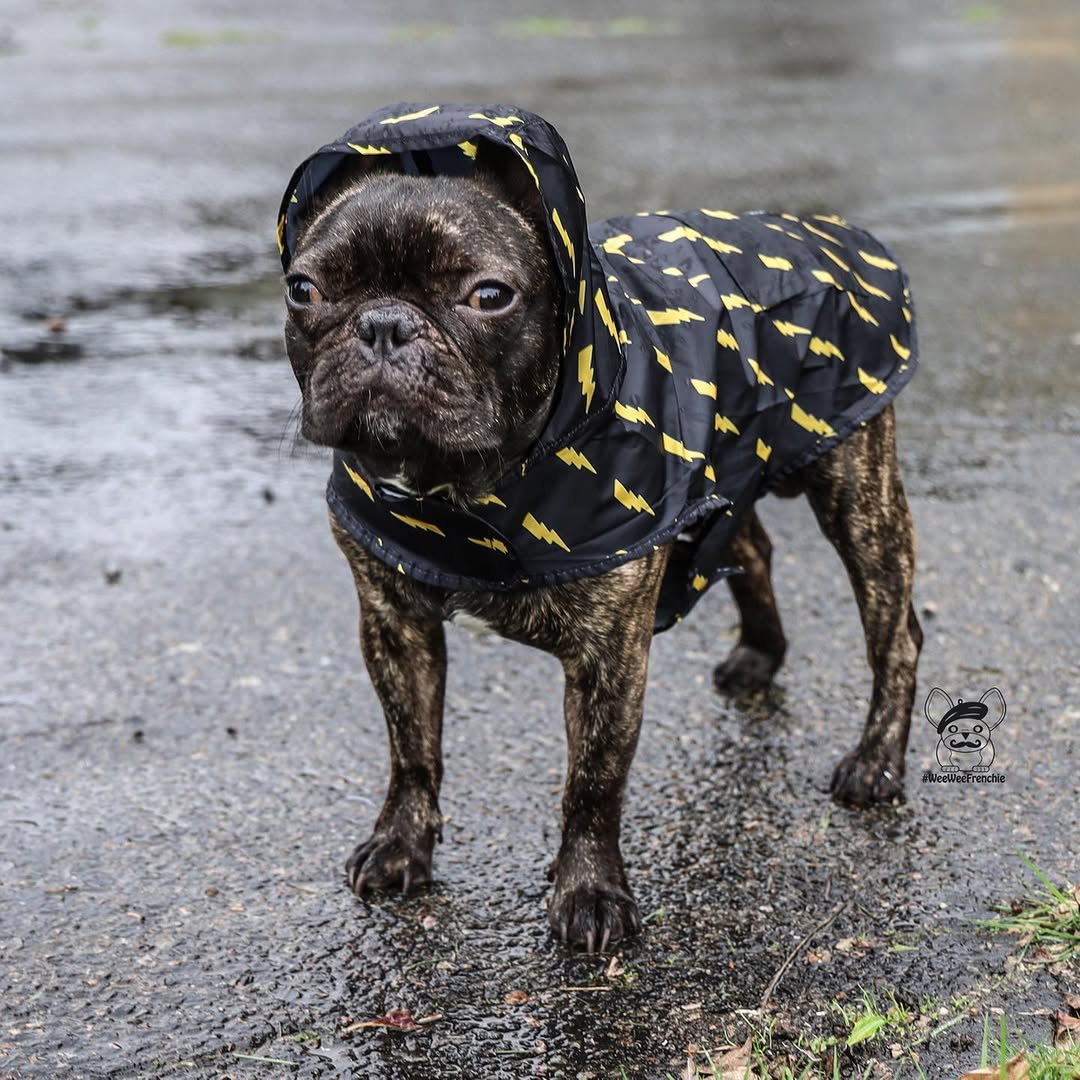 Pawgwarts Poncho – Poncho | Doggo Dream Shop