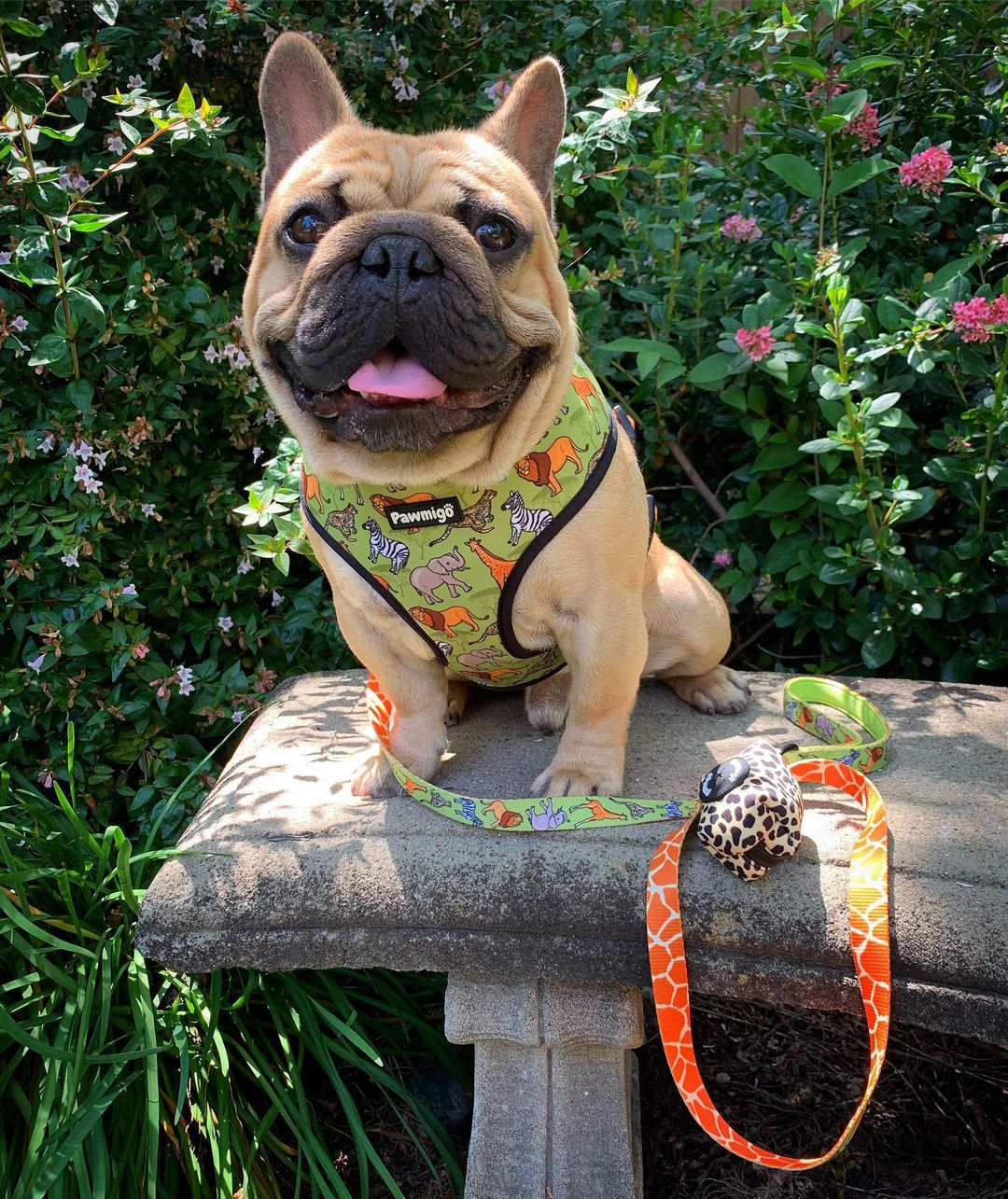Wild Thing Reversible Harness – Reversible Harness | Doggo Dream Shop