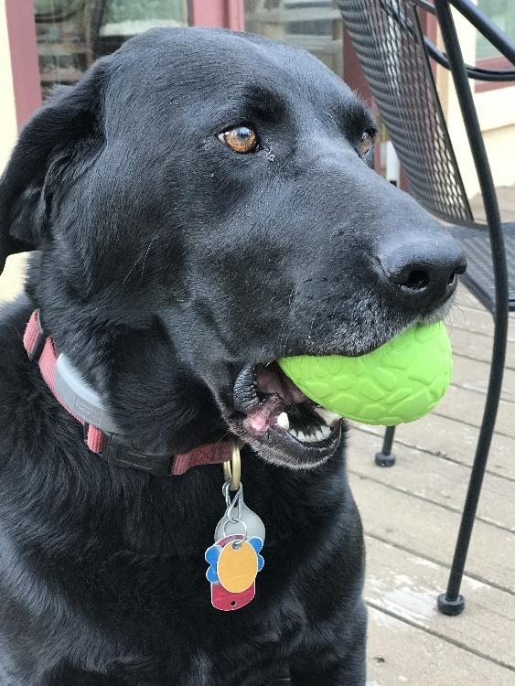 Dinosaur Egg Dog Chew Toy & Treat Dispenser | USA Made
