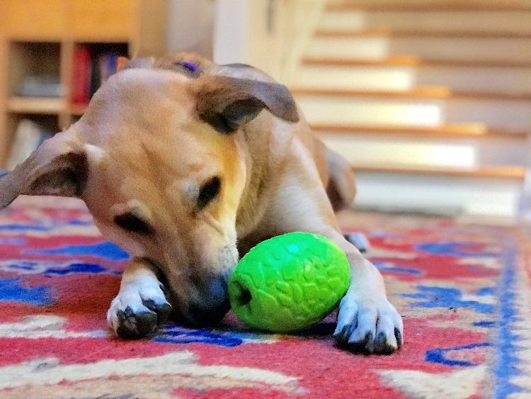 Dinosaur Egg Dog Chew Toy & Treat Dispenser | USA Made