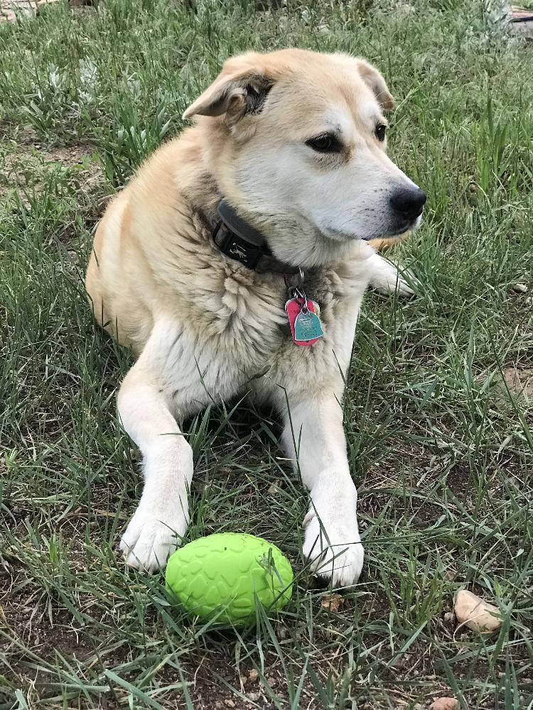 Dinosaur Egg Dog Chew Toy & Treat Dispenser | USA Made