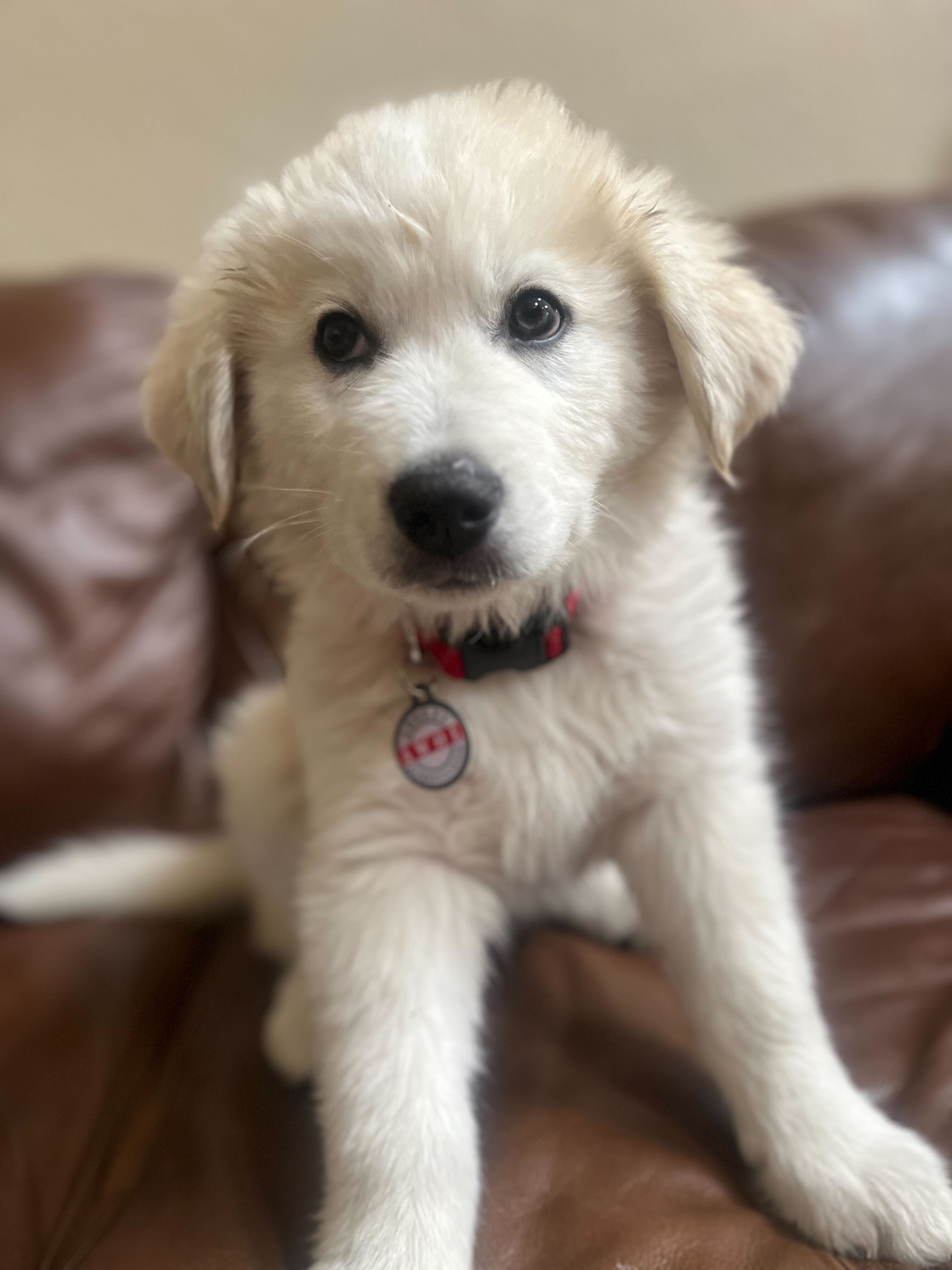 PetHub QR Pet ID Tag – Absent Without a Leash (AWOL) – Digital Pet ID Tag | Doggo Dream Shop