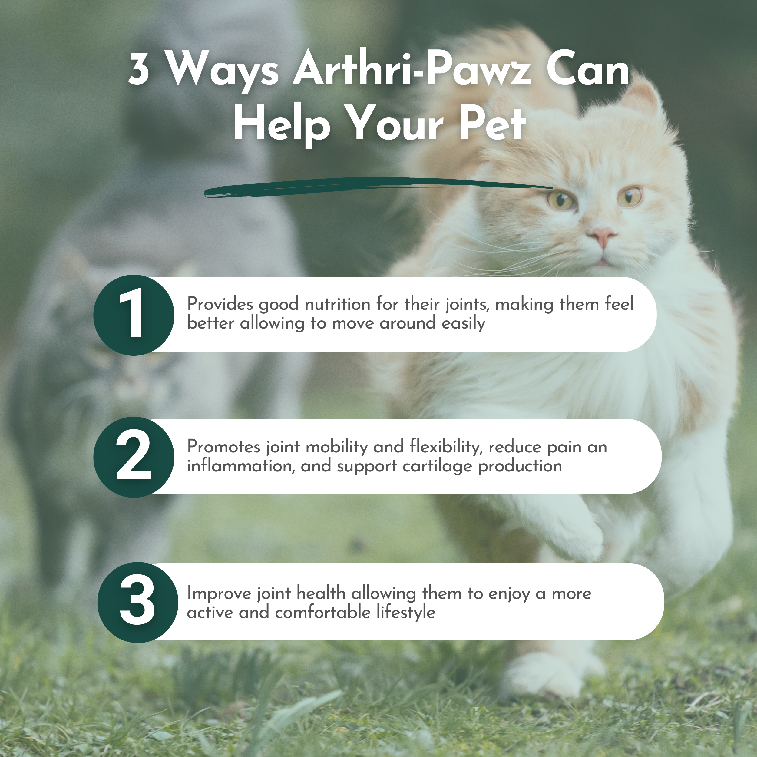 Arthri-Pawz Joint Supplement for Dogs & Cats – Glucosamine, UC-II Collagen | Dr. Ruth Roberts