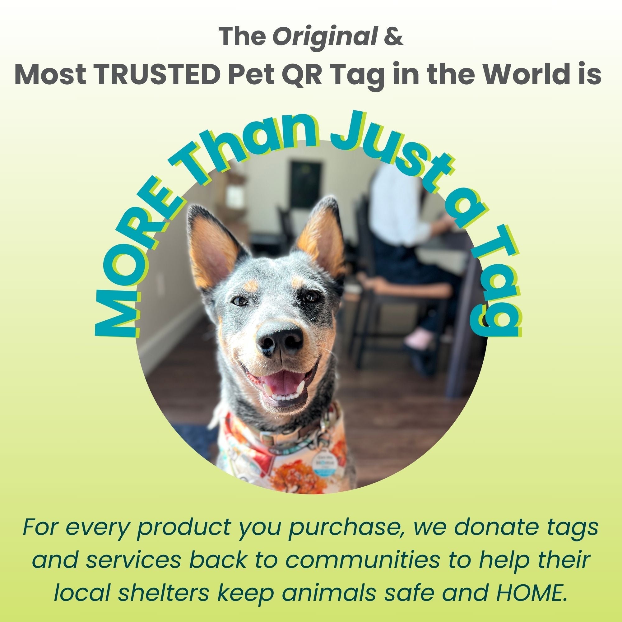 PetHub QR Pet ID Travel Crate Card – Pet ID Accessory | Doggo Dream Shop