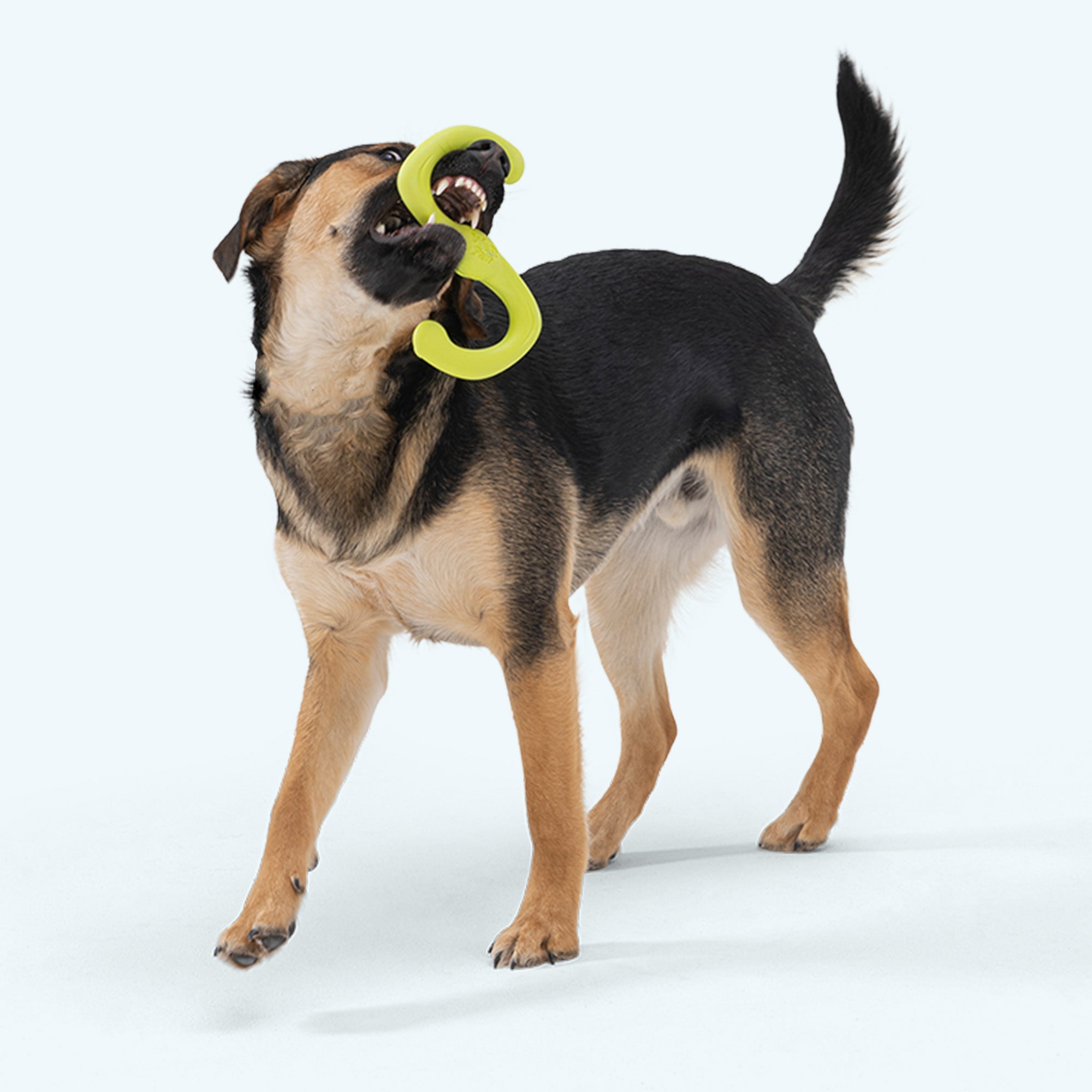 West Paw Bumi Tug & Fetch Dog Toy