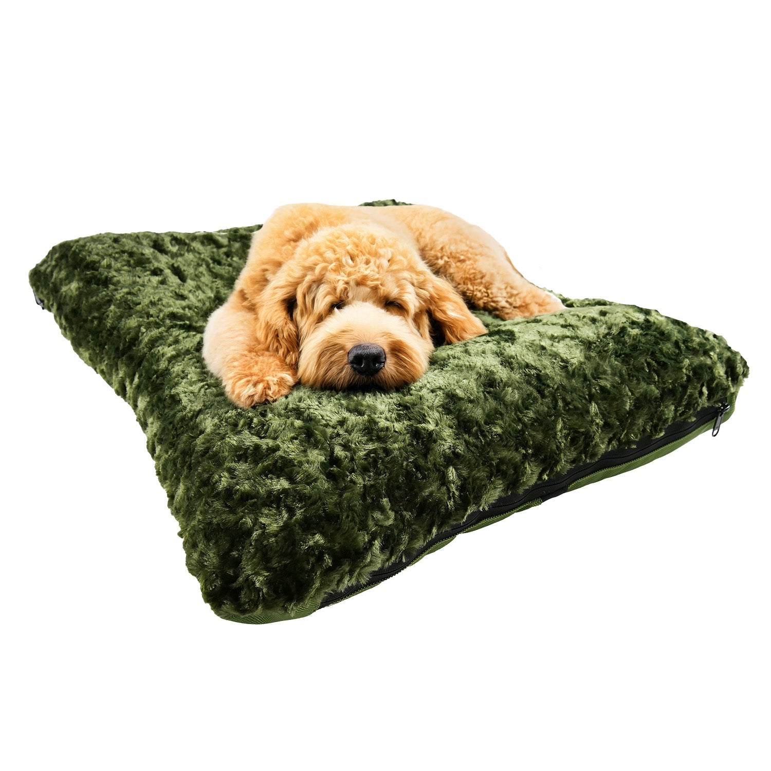 CloudOlivewithGoldendoodle - Doggo Dream Shop