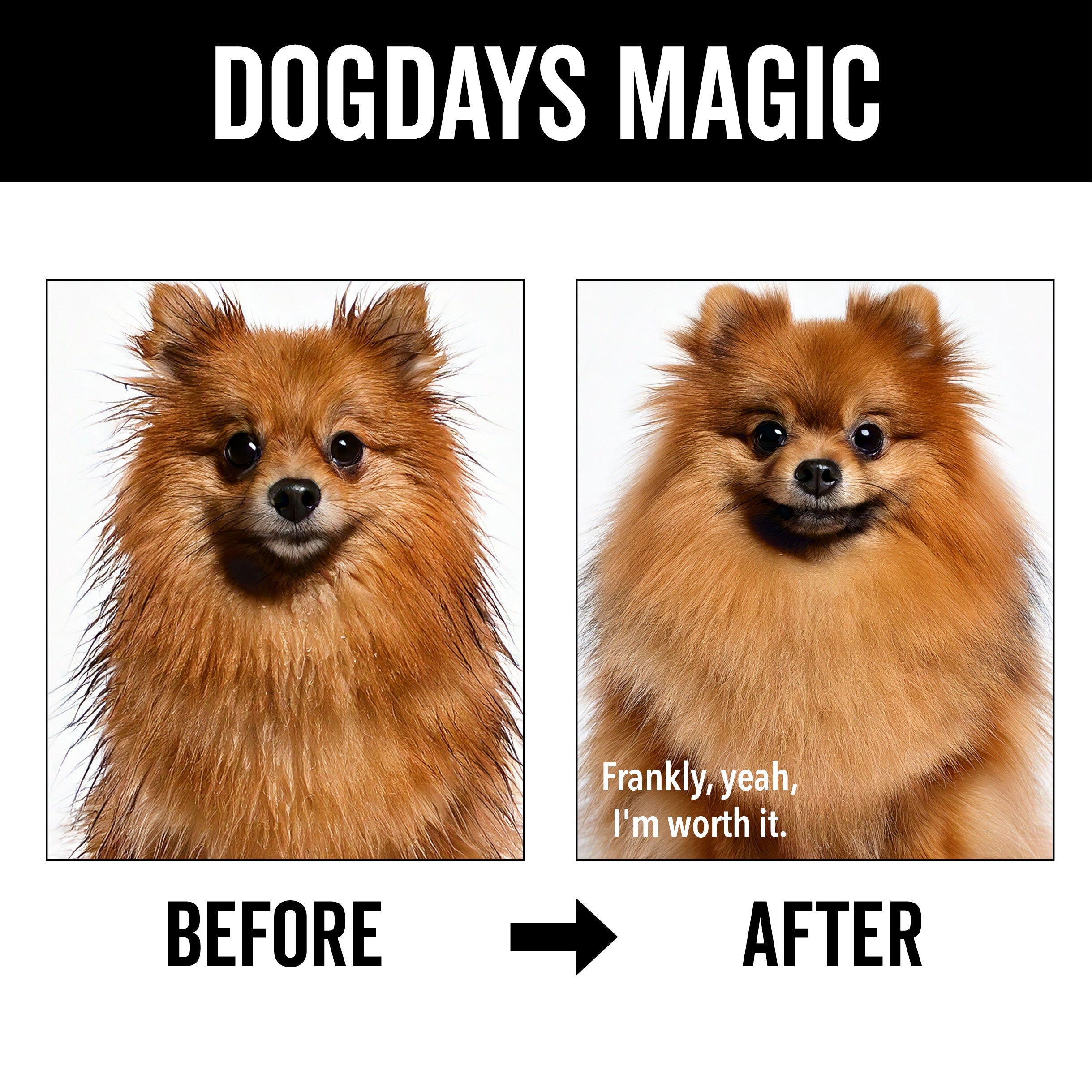 DOGDAYS Leave-In Detangling Spray – Pride+Groom