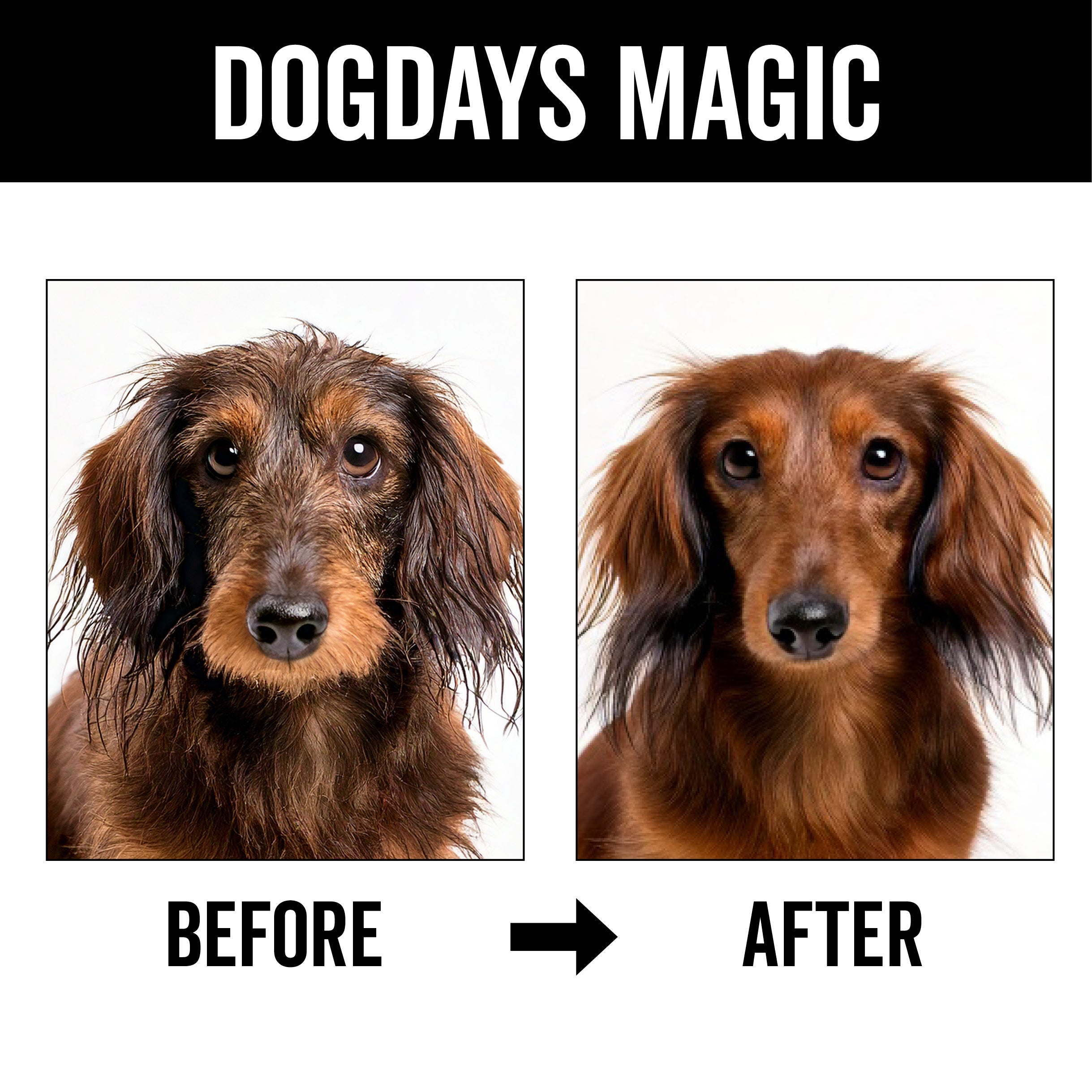 DOGDAYS Waterless Dog Shampoo – Pride+Groom