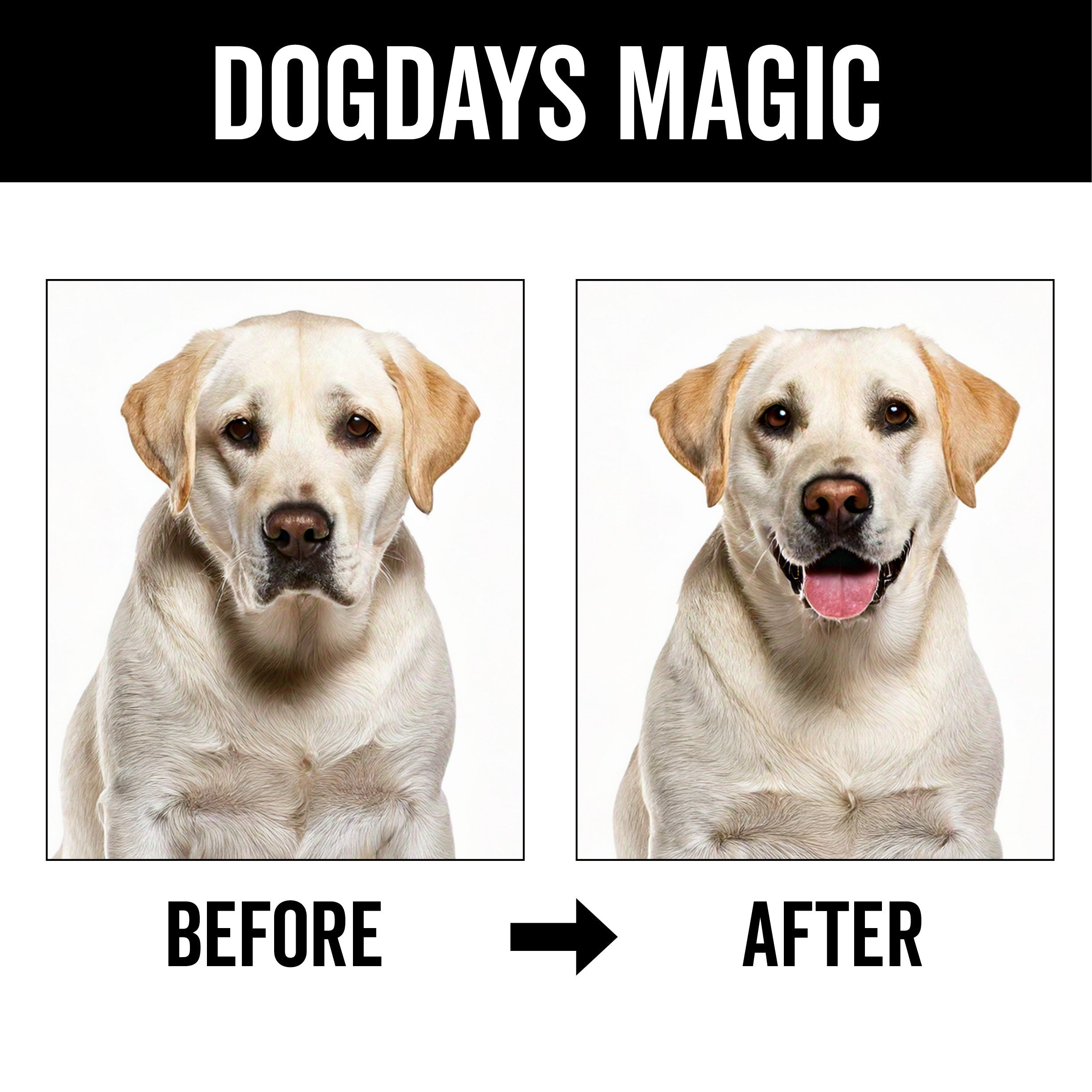 DOGDAYS Dog Deodorizing Spray – Pride+Groom