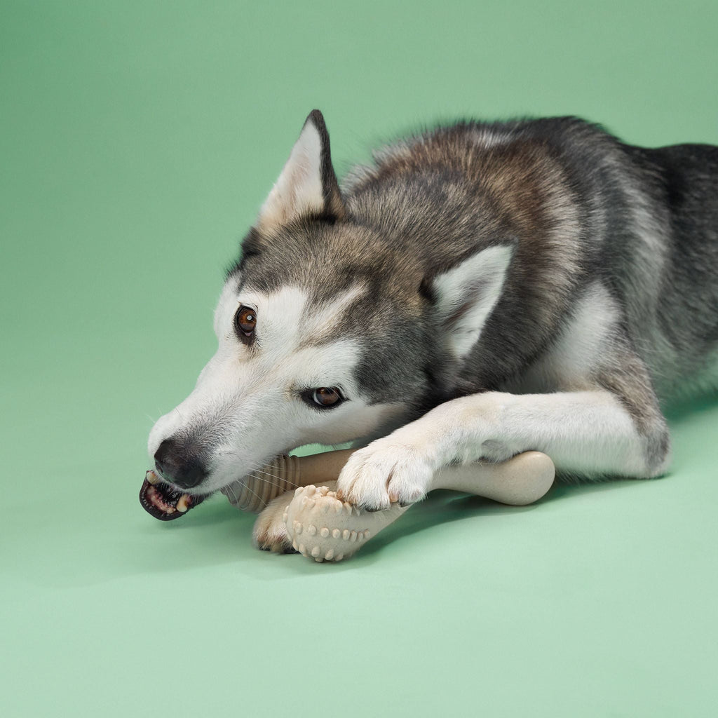 BetterBone MEDIUM Dog Chew Toy – Natural, Eco?Friendly & Non?Toxic – Dog Toys | Doggo Dream Shop