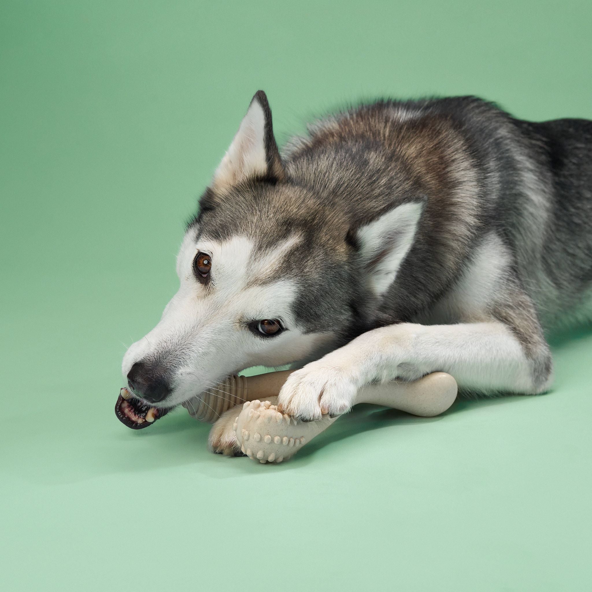 BetterBone MEDIUM Dog Chew Toy – Natural, Eco?Friendly & Non?Toxic – Dog Toys | Doggo Dream Shop