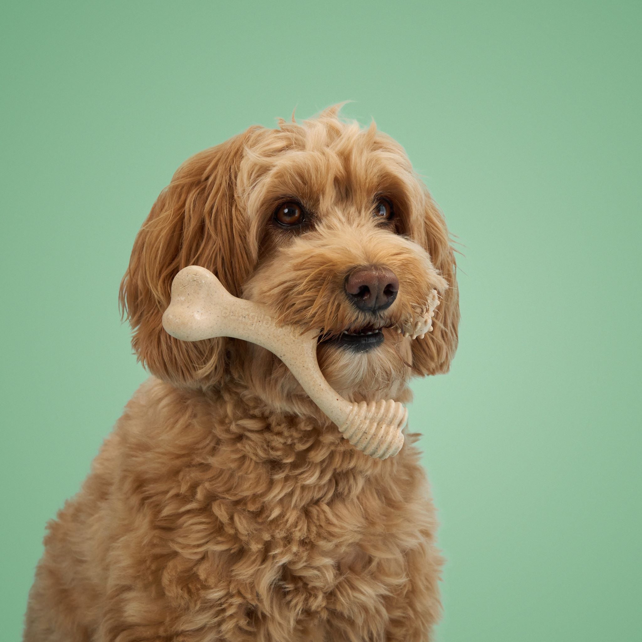 BetterBone MEDIUM Dog Chew Toy – Natural, Eco?Friendly & Non?Toxic – Dog Toys | Doggo Dream Shop