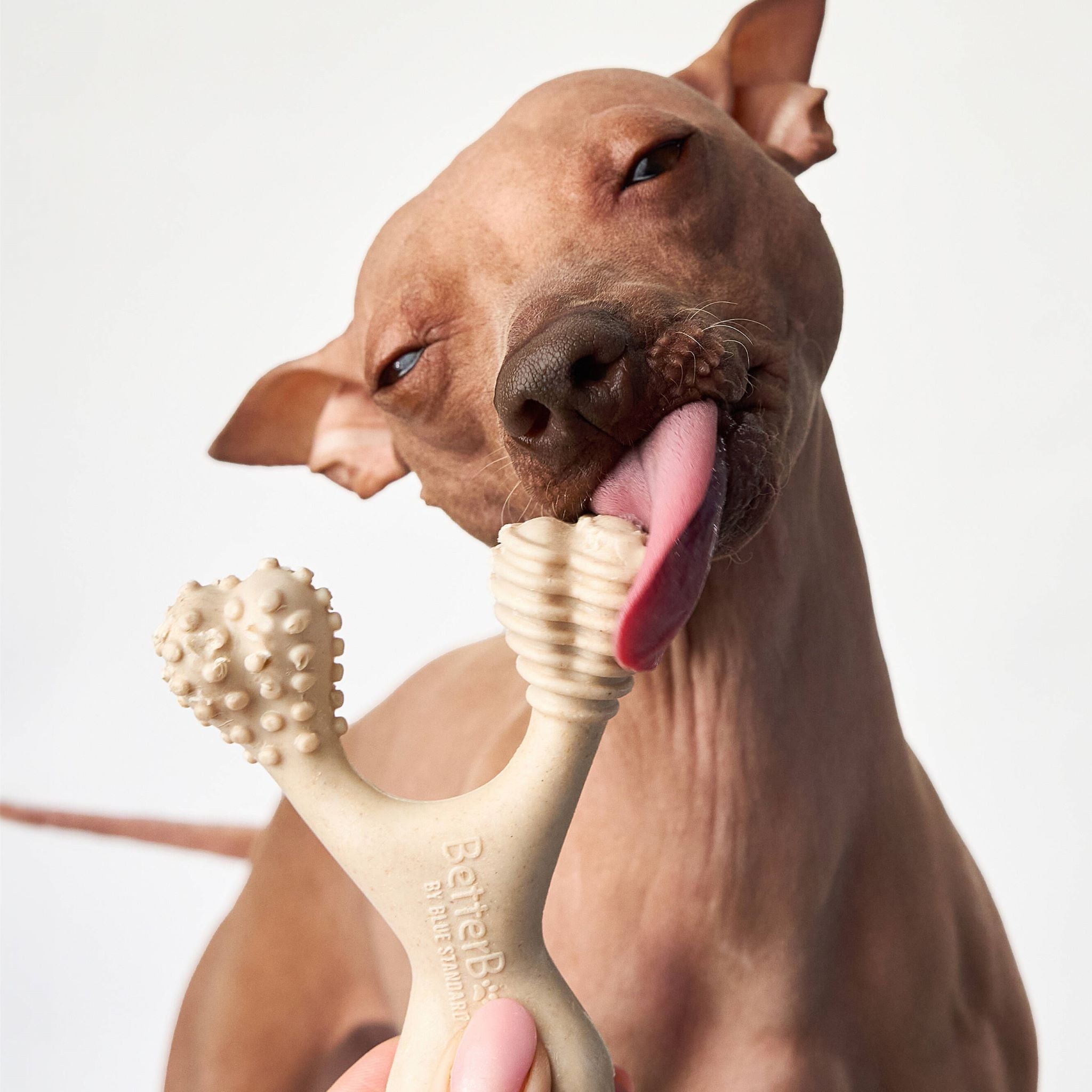 BetterBone MEDIUM Dog Chew Toy – Natural, Eco?Friendly & Non?Toxic – Dog Toys | Doggo Dream Shop