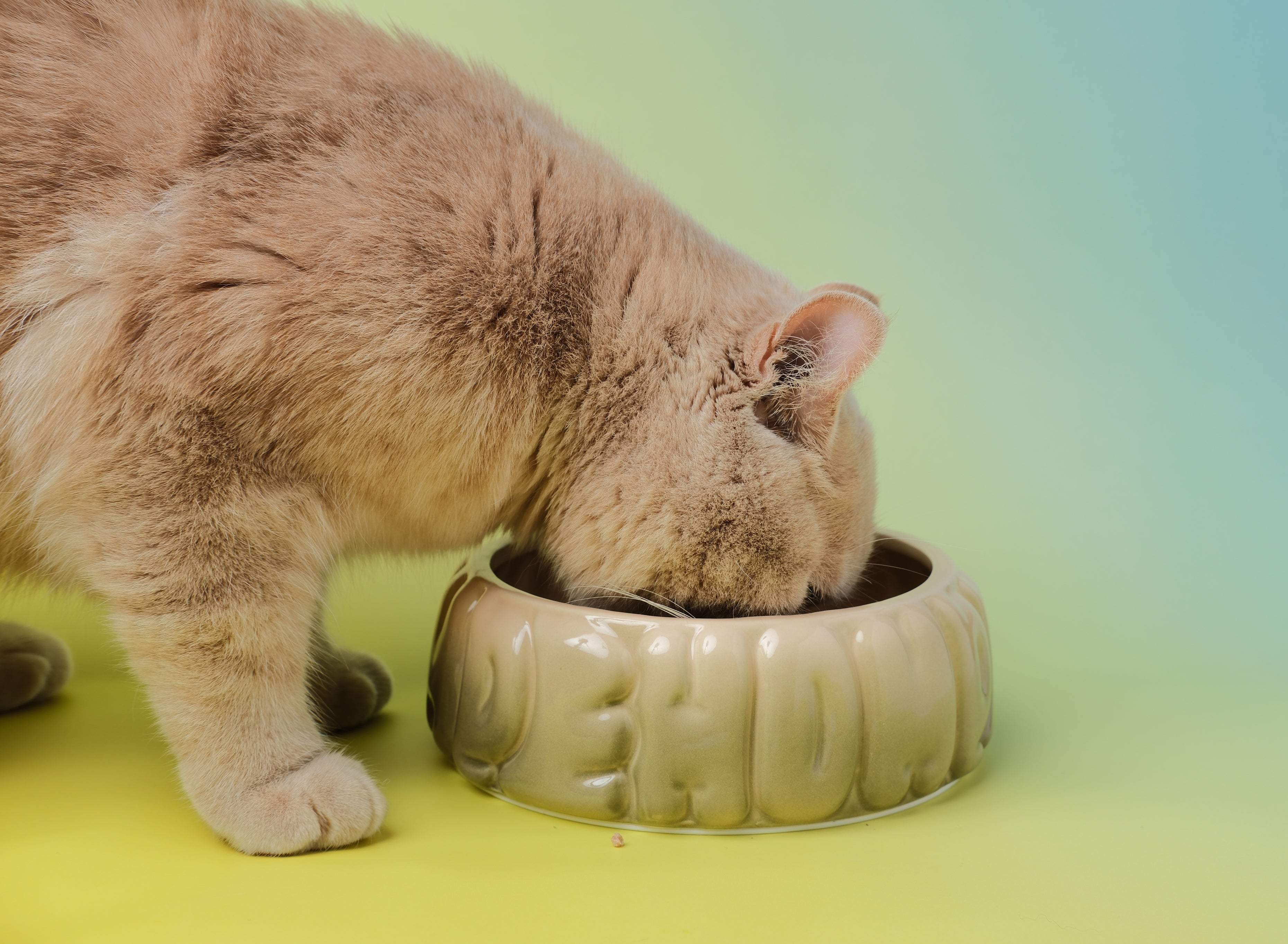Puff Ceramic Dog Bowl – Gradient Olive