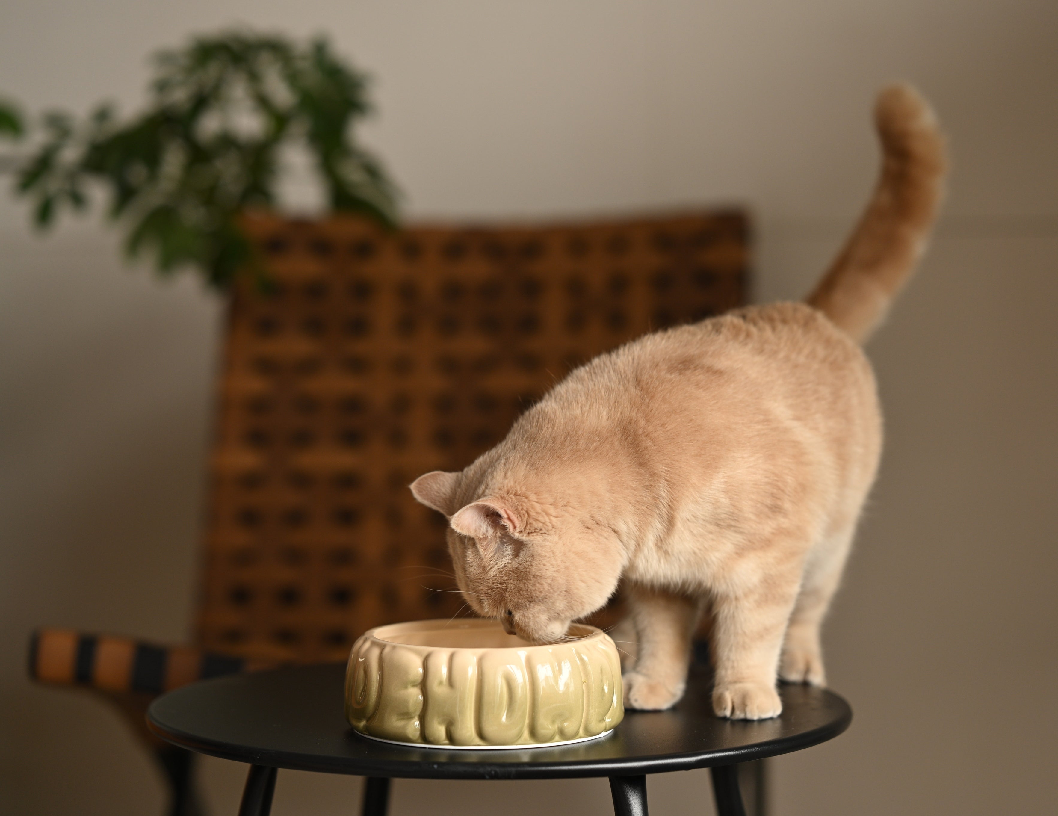 Puff Ceramic Dog Bowl – Gradient Olive