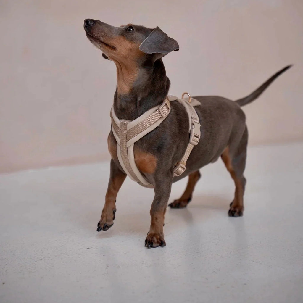 Sand Velvet Dog Harness – 5-Point Adjustable Fit | FURLOU