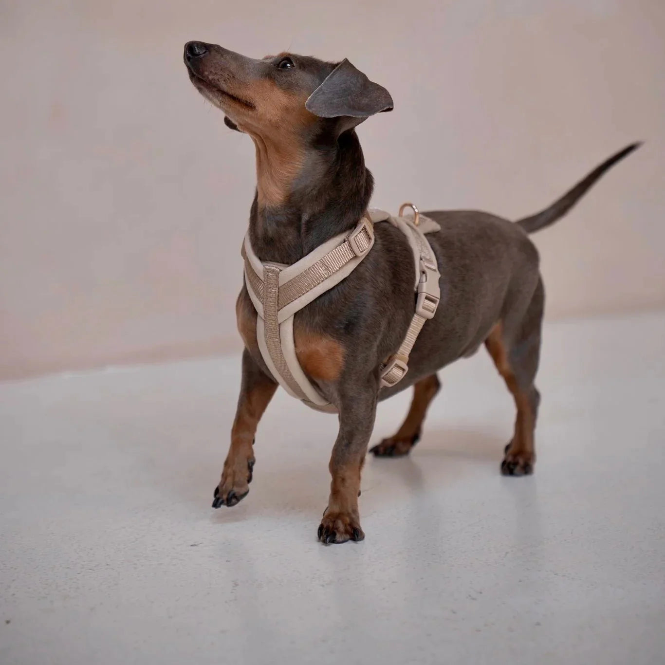 Sand Velvet Dog Harness – 5-Point Adjustable Fit | FURLOU