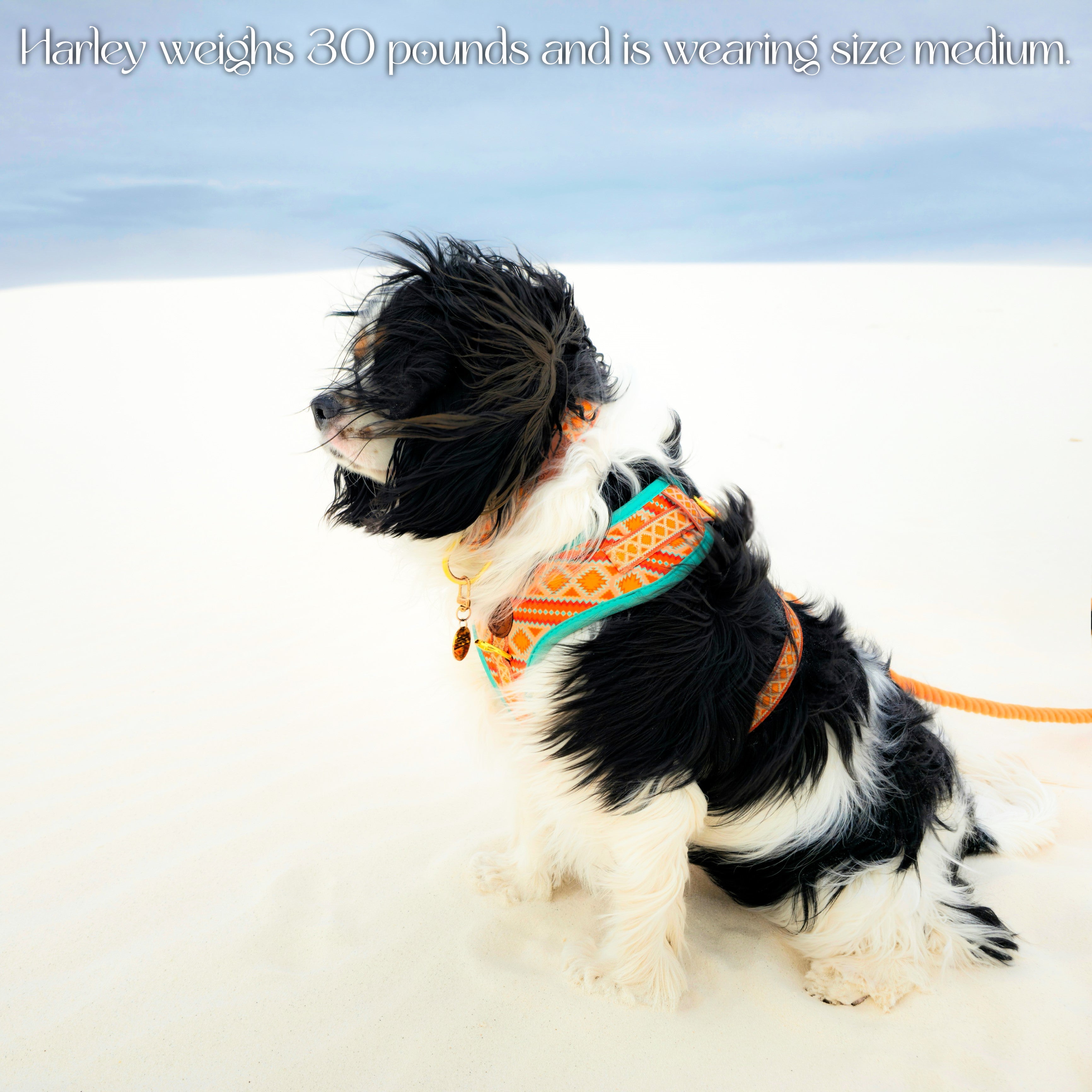 Desert Dream Harness – Harnesses | Doggo Dream Shop