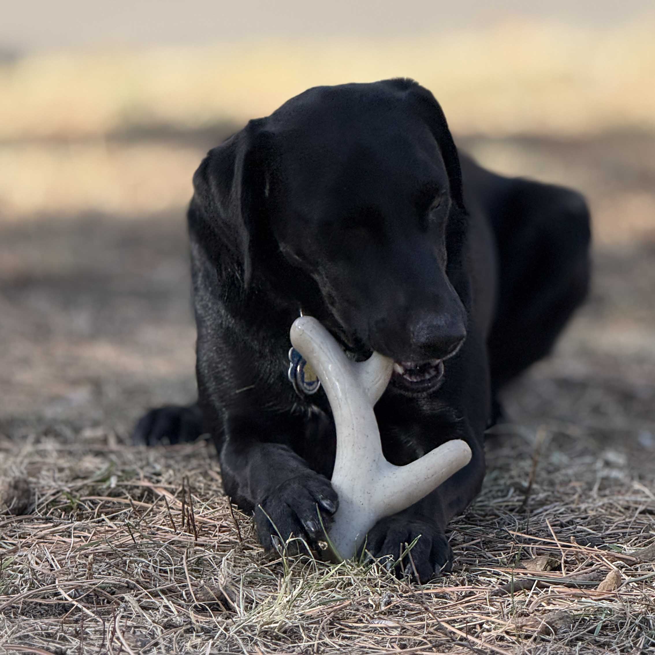 Ever Antler Nylon Chew Bone – Elk Antler Dog Toy for Aggressive Chewers | USA Made