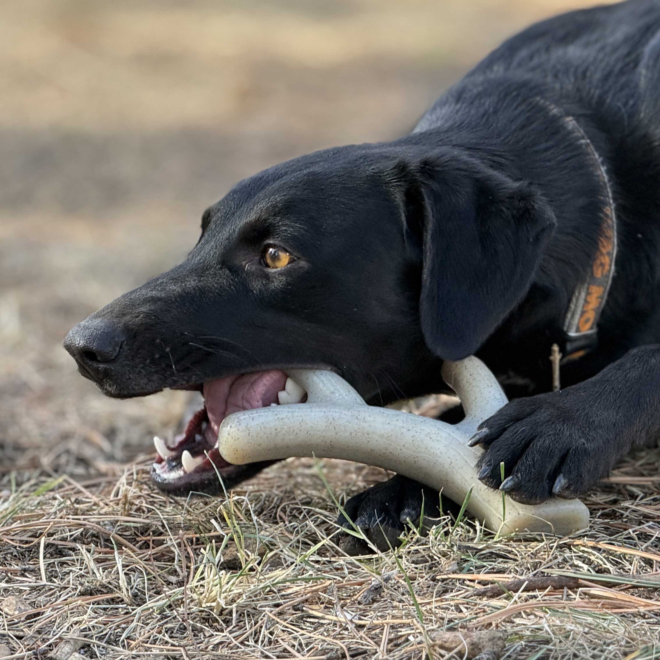 Ever Antler Nylon Chew Bone – Elk Antler Dog Toy for Aggressive Chewers | USA Made