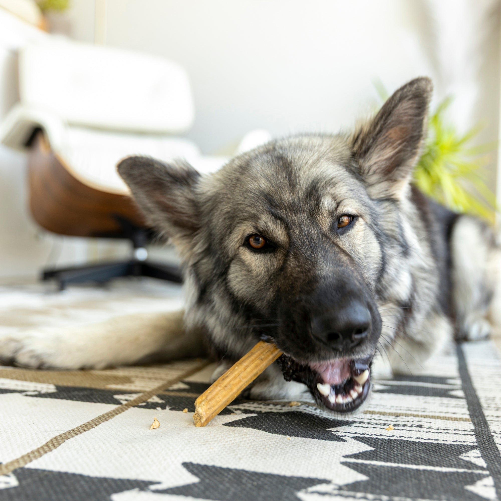 West Paw Natural Dental Sticks for Dogs – Large