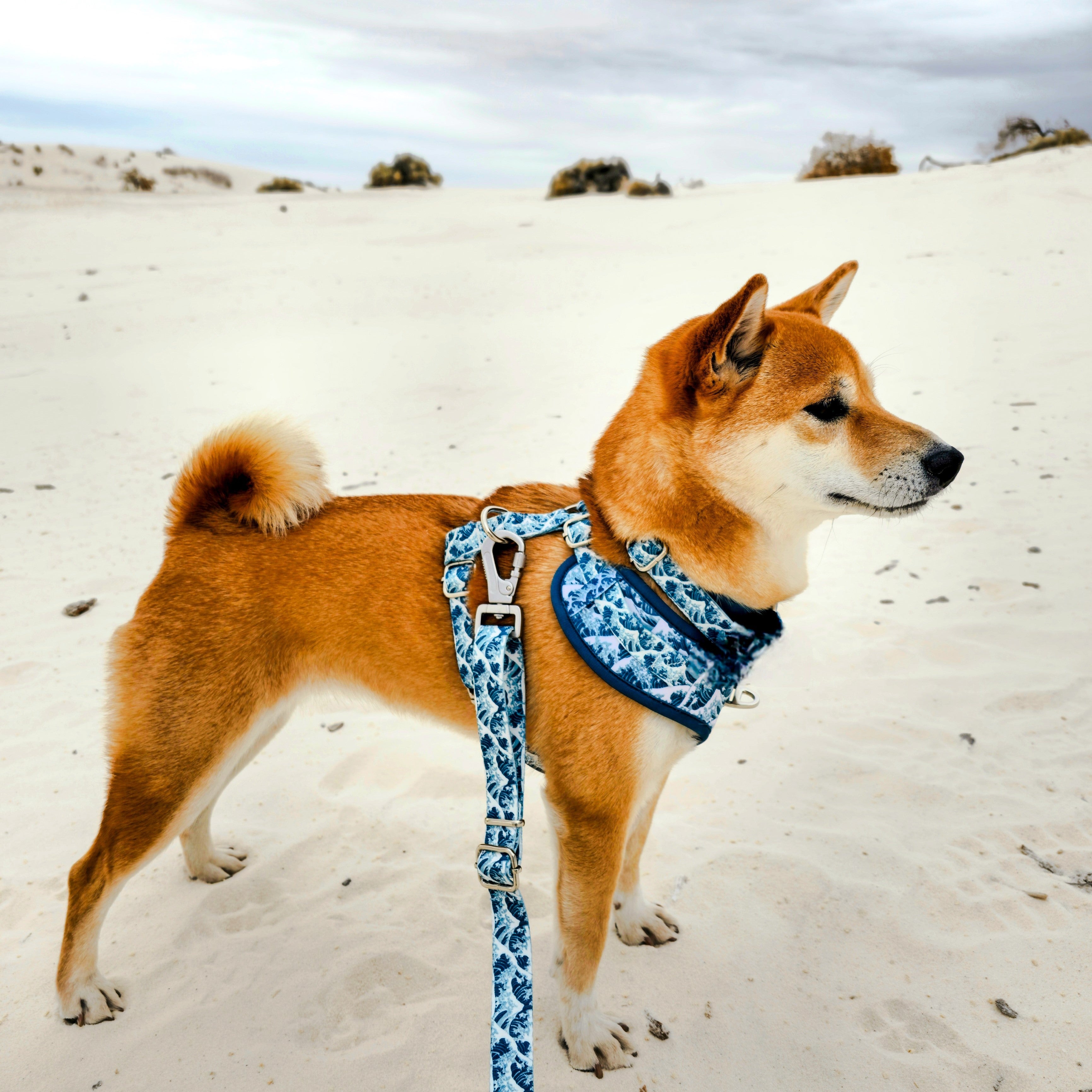 Wolfdoge Great Wave Dog Leash – Leashes | Doggo Dream Shop