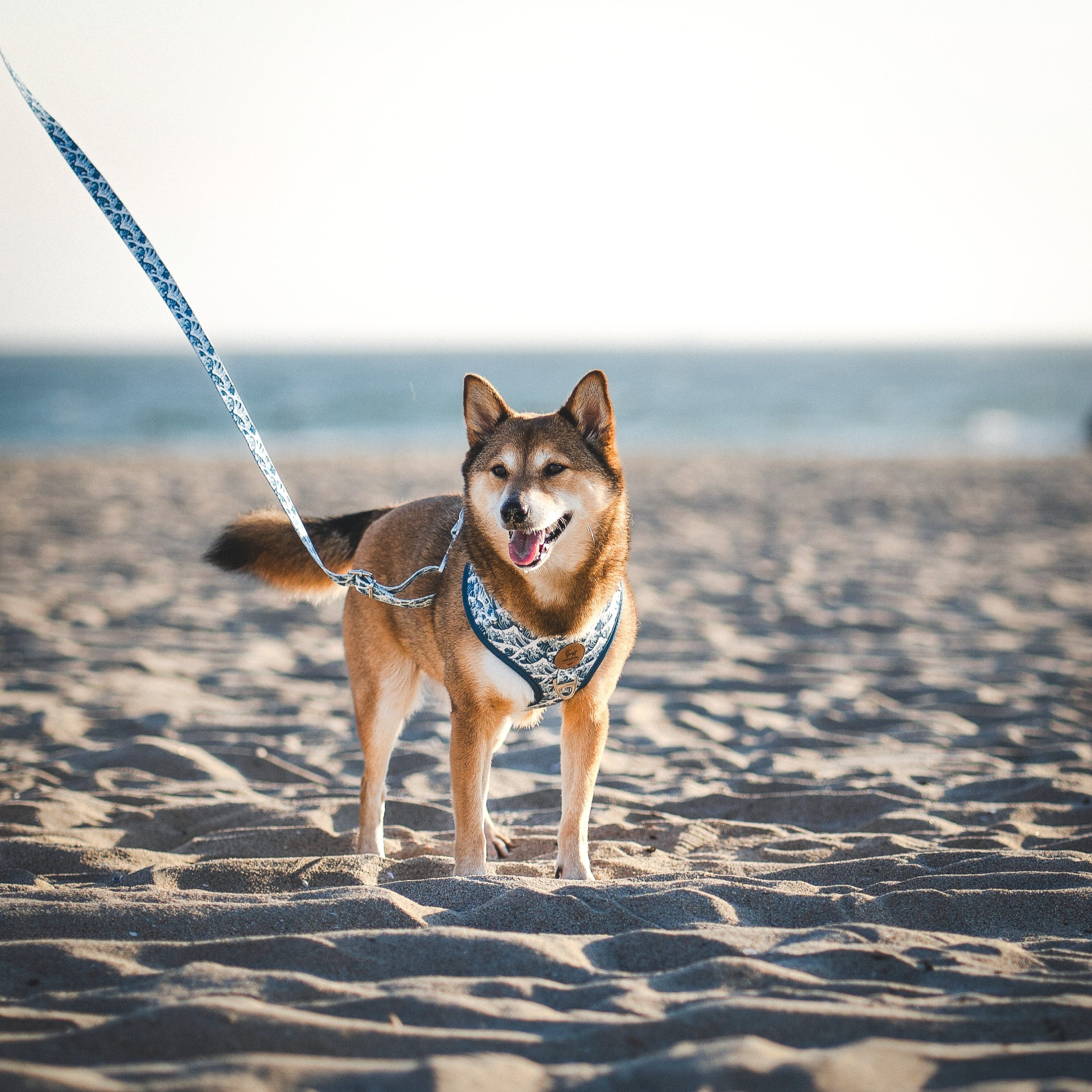 Wolfdoge Great Wave Dog Leash – Leashes | Doggo Dream Shop