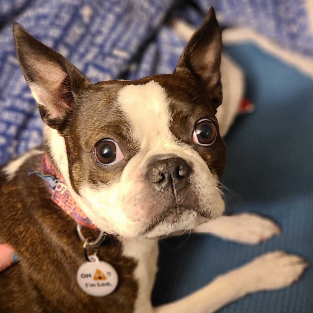 PetHub QR Pet ID Tag – Oh Crap I’m Lost – Digital Pet ID Tag | Doggo Dream Shop